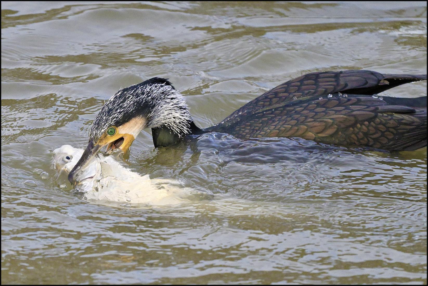 Cormoran