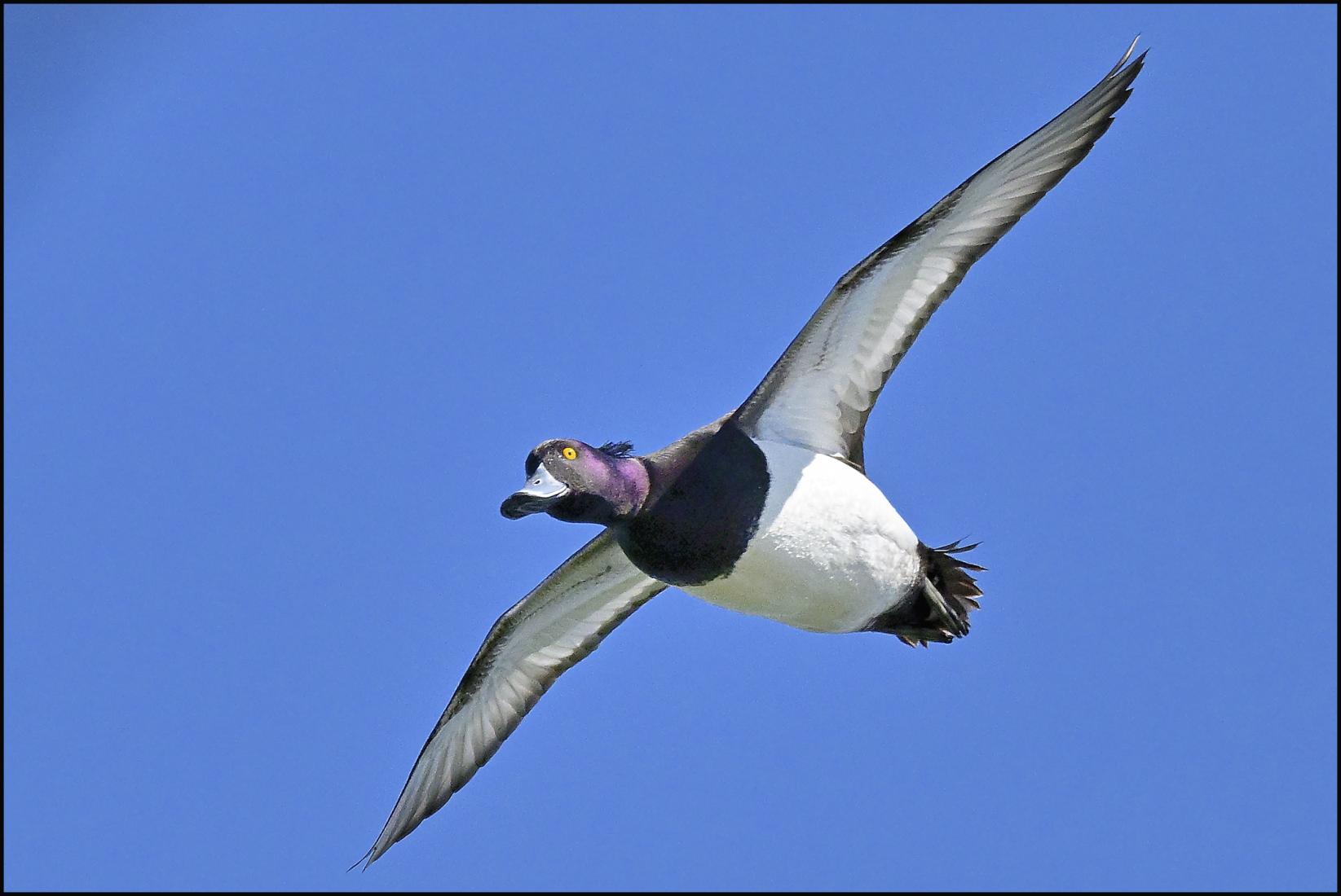 Canard fuligule morillon