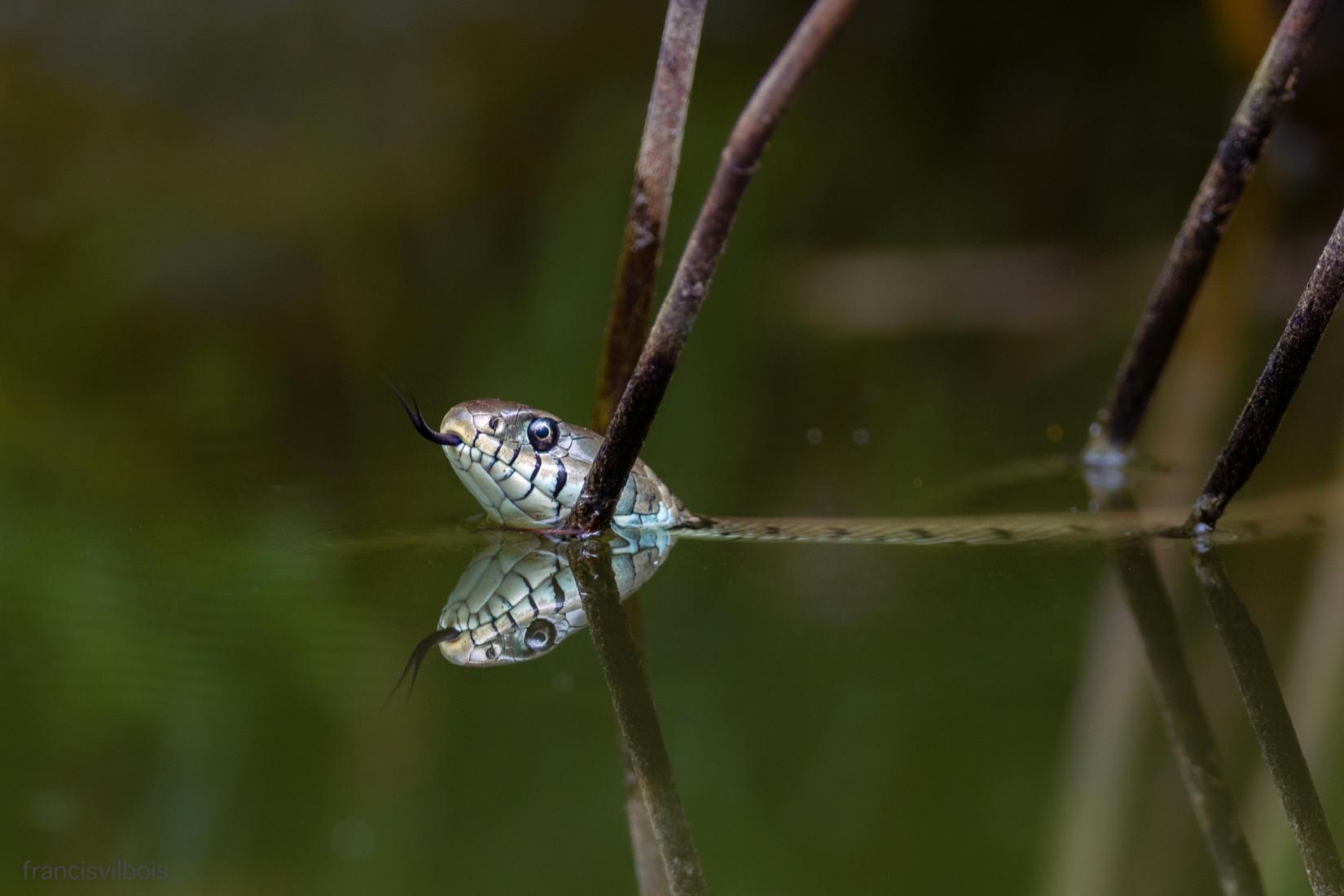 couleuvre à collier