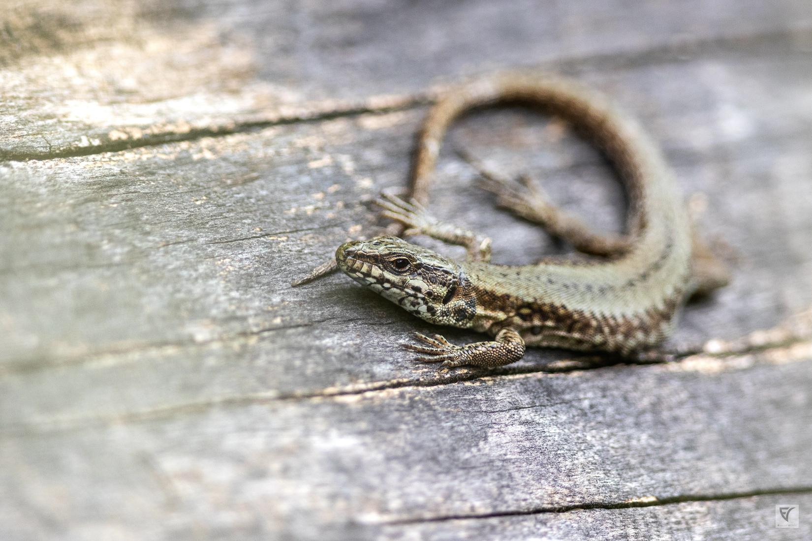 lézard des murailles