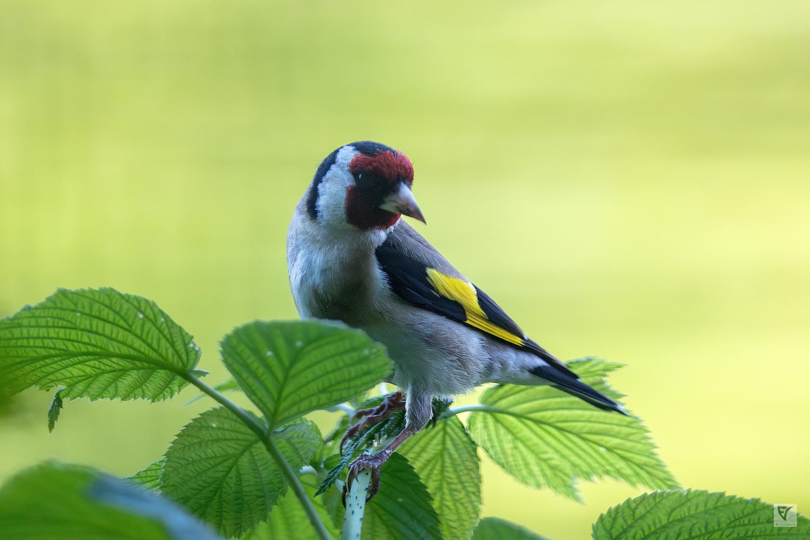 chardonneret élégant