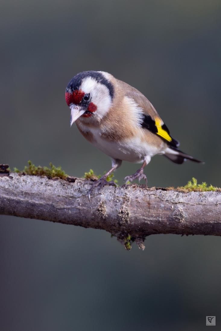 chardonneret élégant