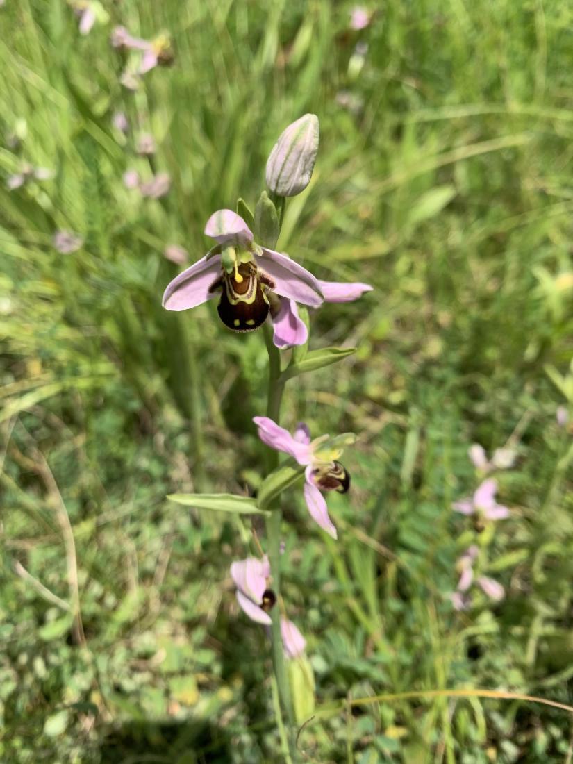 ophrys abeille