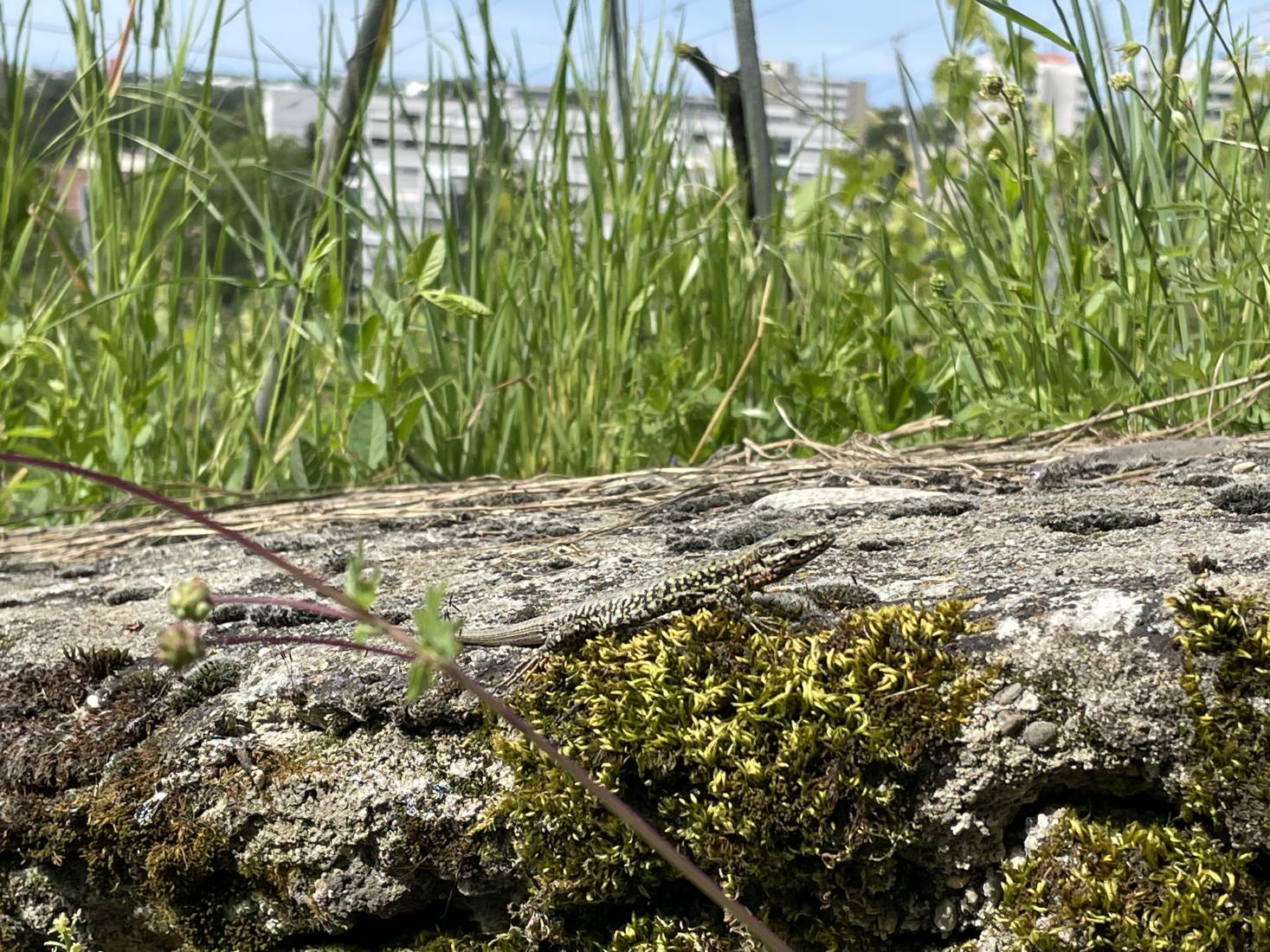 lézard des murailles