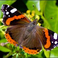 papillon