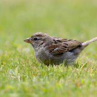 Moineau domestique