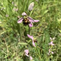 ophrys abeille