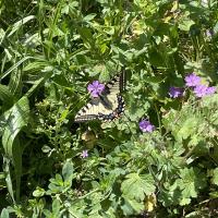 machaon